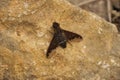 Closeup shot of a Bombyliidae bee fly perched on a stone Royalty Free Stock Photo