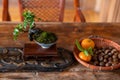 Closeup shot of a bonsai tree and a basket of chestnuts near