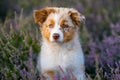 Closeup shot of a Border Collie dog in a lavender field Royalty Free Stock Photo