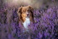 Closeup shot of a Border Collie dog in a lavender field Royalty Free Stock Photo