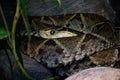 Closeup shot of a Bothrops asper snake Royalty Free Stock Photo