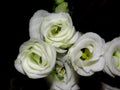 Closeup shot of a bouquet of beautiful white lisianthus flowers with a black background Royalty Free Stock Photo