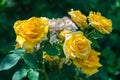 Closeup shot of a bouquet of beautiful yellow roses growing on the bush with blurred background Royalty Free Stock Photo