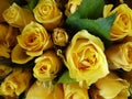 Closeup shot of a bouquet of blooming roses Royalty Free Stock Photo