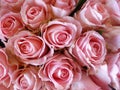 Closeup shot of a bouquet of blooming roses Royalty Free Stock Photo