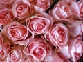 Closeup shot of a bouquet of blooming roses Royalty Free Stock Photo