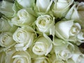 Closeup shot of a bouquet of blooming roses Royalty Free Stock Photo