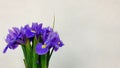 Closeup shot of a bouquet of purple irises on a white background Royalty Free Stock Photo