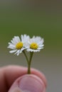 Closeup shot of a bouquet of tiny daisies