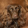 Closeup shot of a Boykin Spaniel dog with a blurry background Royalty Free Stock Photo