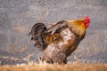 Closeup shot of a Brahma chicken under sunlight standing on a dry grass against a gray wall