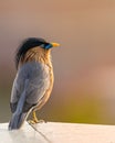 Closeup shot of a Brahminy Starling bird perched on a stone wall Royalty Free Stock Photo