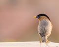 Closeup shot of a Brahminy Starling bird perched on a stone wall Royalty Free Stock Photo