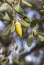 Closeup shot of branch with acorns of Pyrenean oak tree