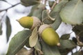 Closeup shot of branch with acorns of Pyrenean oak tree