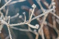 A closeup shot of a branch covered in snow crystals Royalty Free Stock Photo