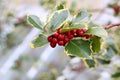 Closeup shot of a branch of currant