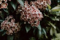 Closeup shot of a branch of flowers called mountain laurel Royalty Free Stock Photo