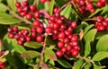 Closeup shot of a branch with fruit of Pyracantha red column