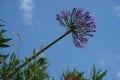 Closeup shot of a branch of a gorgeous purple Lily of the Nile with the sky in the background