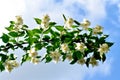 Closeup shot of a branch of jasmine