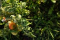 Closeup shot of a branch of a tomato bush