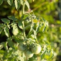 Closeup shot of a branch of a tomato bush