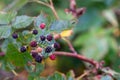 Closeup shot of branch with unripe growing blackberries Royalty Free Stock Photo