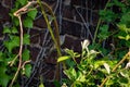 Closeup shot of branches of green plants against the brick wall in a garden Royalty Free Stock Photo