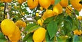 Closeup shot of branches of ripe lemon