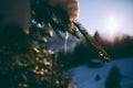 Closeup shot of branches of spruce and a small icicle with blurred snowy hills in the background