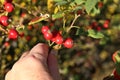 Closeup shot of Briar wild rose hip shrub in nature