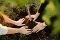 Closeup shot of a bride and groom planting a tree together Royalty Free Stock Photo