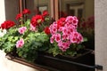 Closeup shot of bright geranium on the windowsill Royalty Free Stock Photo
