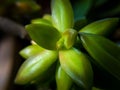 Closeup shot of a bright green coppertone stonecrop plant leaves