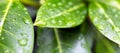 Closeup shot of bright green leaves with rain droplets Royalty Free Stock Photo