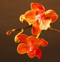 Closeup shot of bright orange orchid flowers Royalty Free Stock Photo