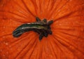 Closeup shot of a bright orange pumpkin with a dried stem Royalty Free Stock Photo