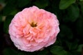 Closeup shot of a bright pink wild rose flower Royalty Free Stock Photo