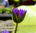 Closeup shot of a bright purple water lily flower starting to bloom Royalty Free Stock Photo