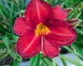 Closeup shot of a bright red daylily flower Royalty Free Stock Photo