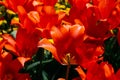 Closeup shot of bright red open tulips Royalty Free Stock Photo