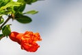 Closeup shot of bright red Pomegranate flowers Punica granatum with buds with green leaves. Its sweetish tangy bloom odor with a