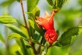 Closeup shot of bright red Pomegranate flowers Punica granatum with buds with green leaves. Its sweetish tangy bloom odor with a
