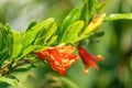 Closeup shot of bright red Pomegranate flowers Punica granatum with buds with green leaves. Its sweetish tangy bloom odor with a