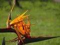 Closeup shot of a bright tropical Bird of paradise (strelitzia) flower in blossom Royalty Free Stock Photo