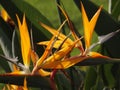 Closeup shot of a bright tropical Bird of paradise (strelitzia) flower in blossom Royalty Free Stock Photo