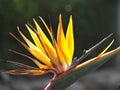 Closeup shot of a bright tropical Bird of paradise (strelitzia) flower in blossom Royalty Free Stock Photo