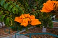 Closeup shot of the bright yellow flowers of a Golden African tulip tree in a garden