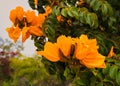 Closeup shot of the bright yellow flowers of a Golden African tulip tree on an isolated background